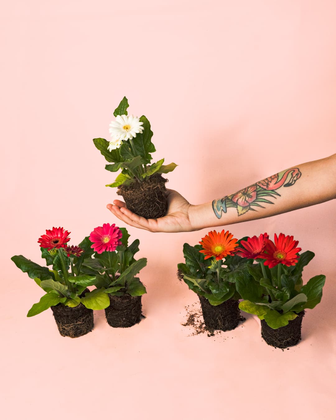 Gerbera Mix Mini - Pur Plant