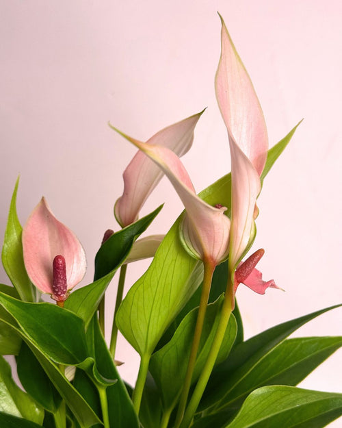 Gift Set Anthurium Lilly Pink + Mini Maceta Cerámica Rosa - Pur Plant