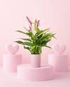 Gift Set Anthurium Lilly Pink + Mini Maceta Cerámica Rosa - Pur Plant