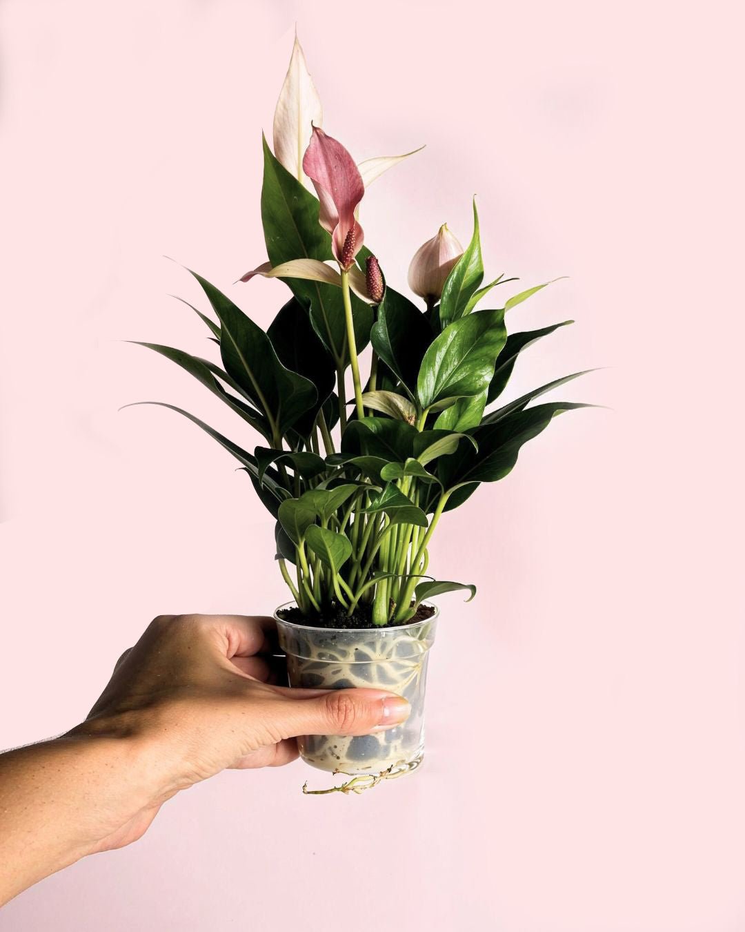 Gift Set Anthurium Lilly Pink + Mini Maceta Cerámica Rosa - Pur Plant