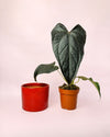 Gift Set Anthurium Queen of Hearts + Maceta Cerámica Roja - Pur Plant