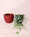 Gift Set Ceropegia Woodii M + Maceta Cerámica Bubble - Pur Plant