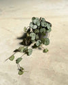 Gift Set Halo – Ceropegia Woodii - Pur Plant