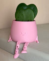 Gift Set Hoya Kerrii Doble + Happy Pot Rosa - Pur Plant