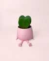 Gift Set Hoya Kerrii Doble + Happy Pot Rosa - Pur Plant