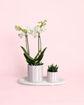 Gift Set Lilac – Orquídea e Suculenta com Vaso