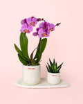 Conjunto de Oferta Love – Orquídea e Suculenta Com Vaso