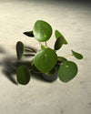 Gift Set Lumen – Pilea Peperomioides - Pur Plant
