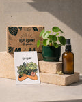 Conjunto de Oferta Lumen – Pilea Peperomioides