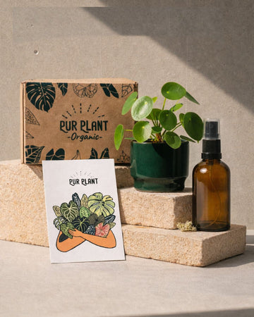Conjunto de Oferta Lumen – Pilea Peperomioides