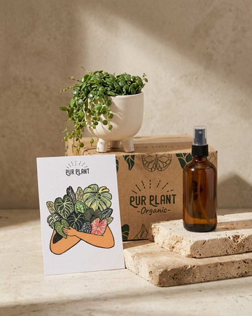 Conjunto de Oferta Ninho – Peperomia Prostrata