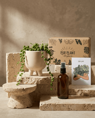Conjunto de Oferta Perla – Senecio Rowleyanus Mini