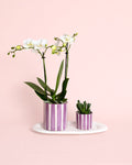 Conjunto de Oferta Roxo - Orquídea e Suculenta Com Vaso