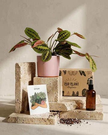 Conjunto de Oferta Ritual – Maranta Leuconeura