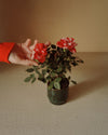 Gift Set Rosal Mini + Mini Maceta Cerámica Mossy - Pur Plant