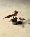 Gift Set Rosé – Philodendron Pink Princess - Pur Plant