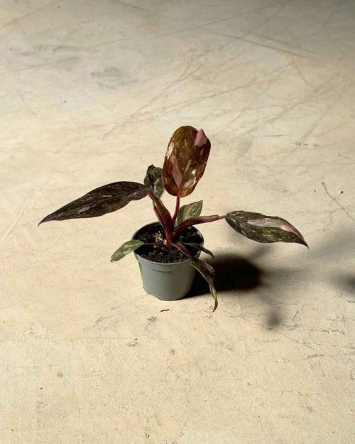 Gift Set Rosé – Philodendron Pink Princess - Pur Plant