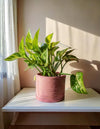 Golden Pothos M - Pur Plant