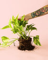 Golden Pothos M - Pur Plant