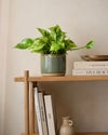 golden-pothos-m-context