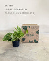 golden-pothos-m-packaging