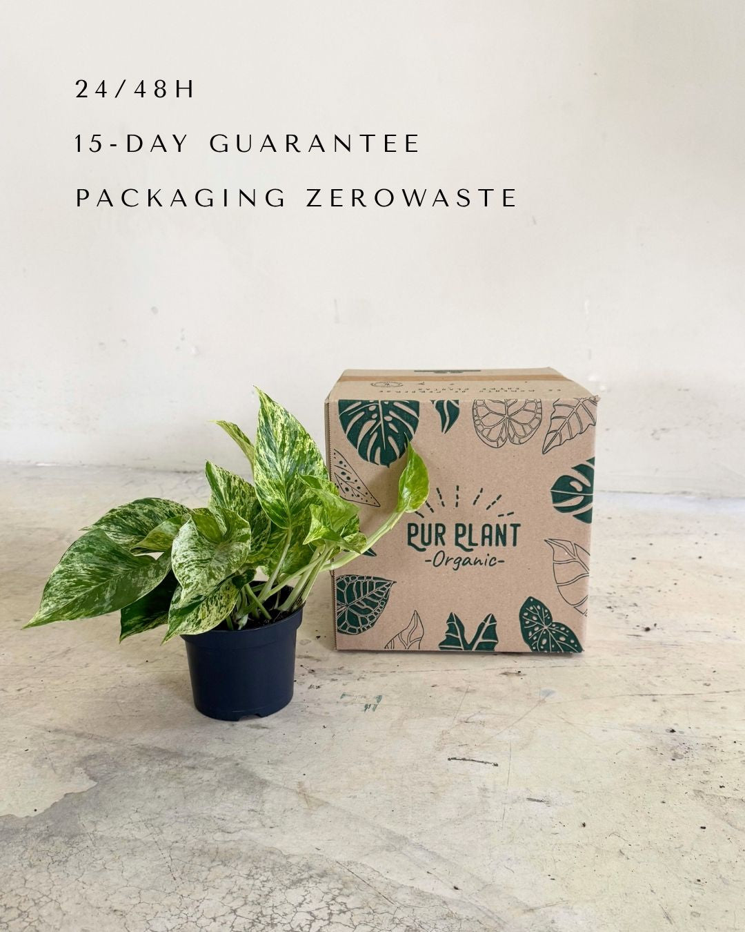 golden-pothos-m-packaging
