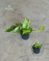 golden-pothos-m-real