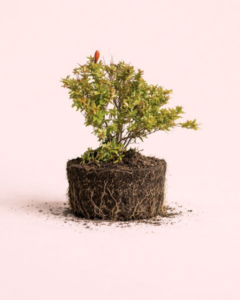 Granado Bonsai - Punica Granatum