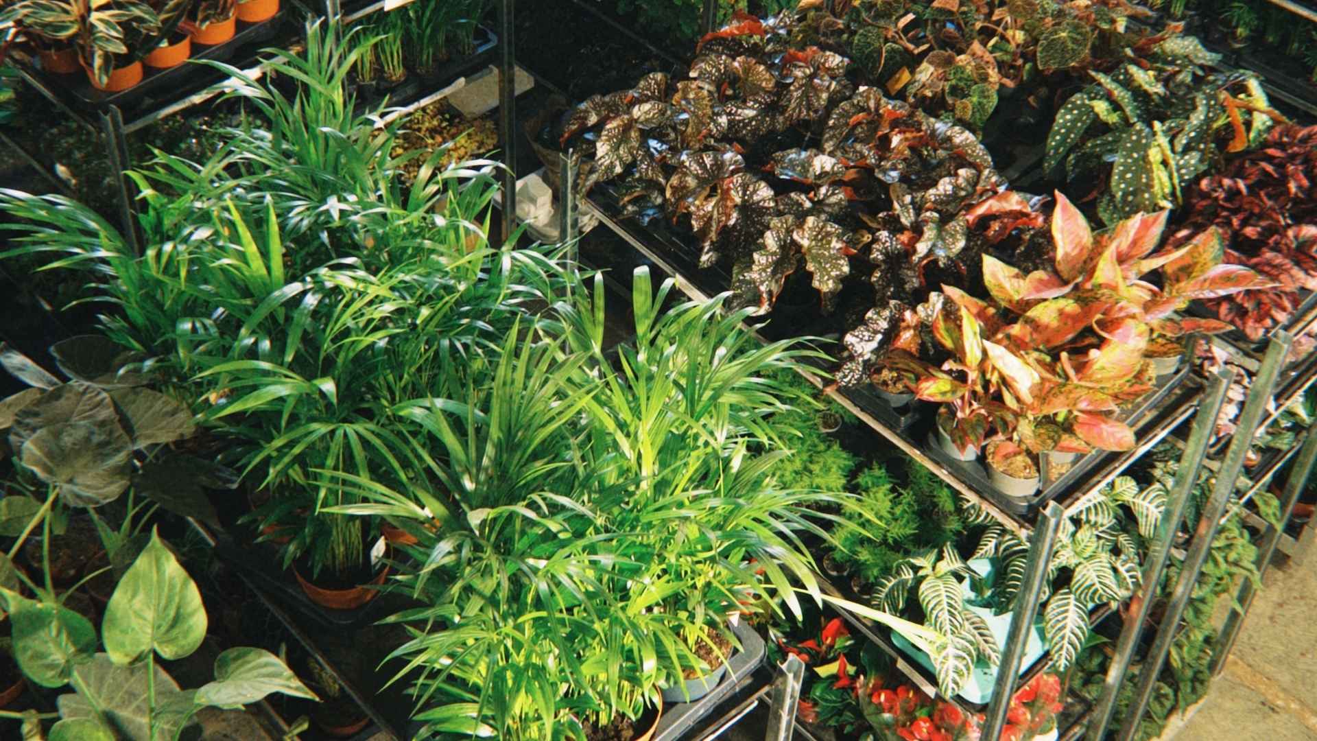 green_monday_header