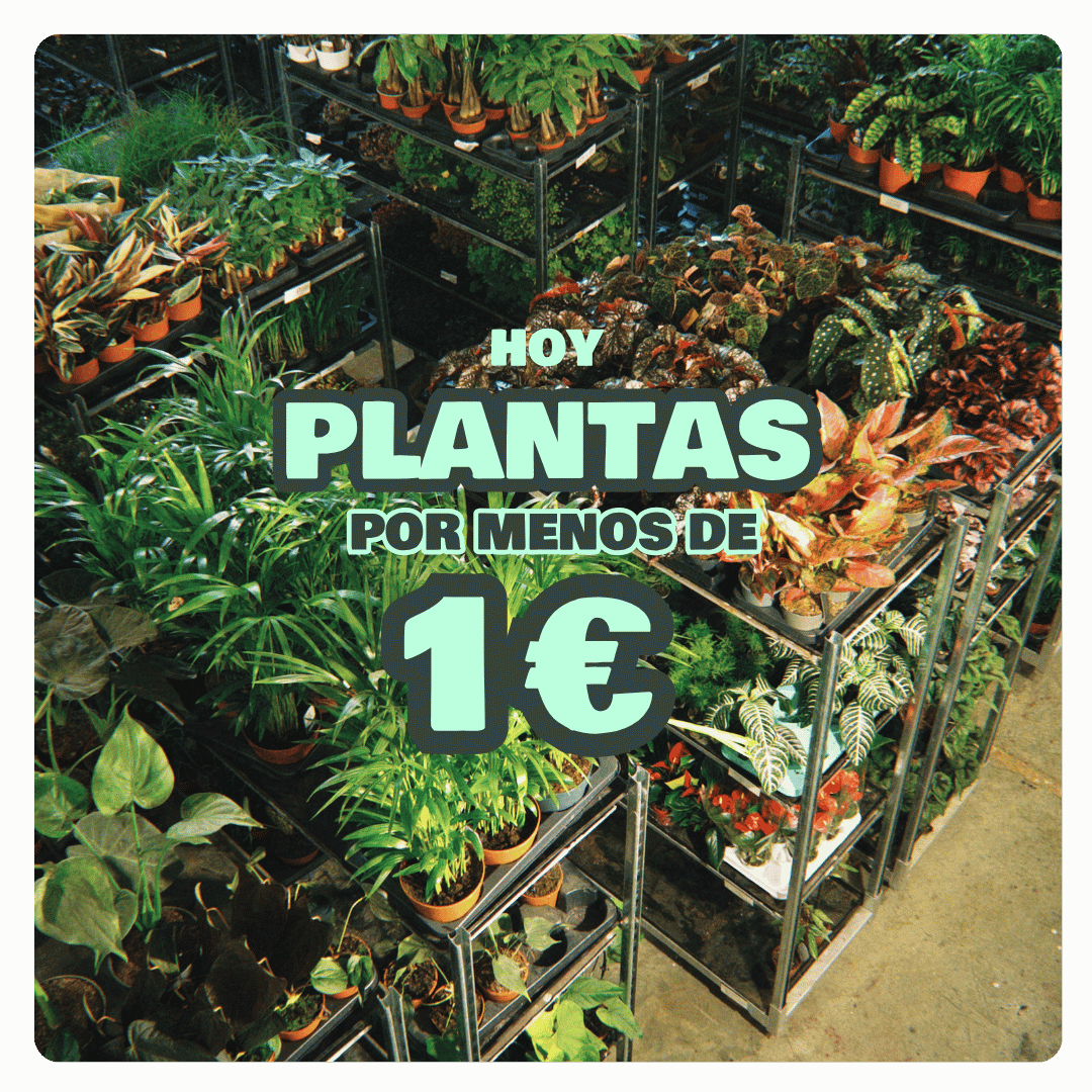 green_monday_pur_plant_plantas_por_menos_1_euro_carros_1