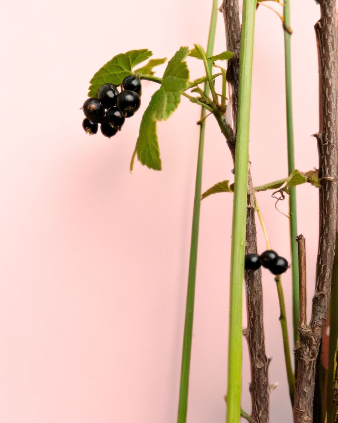Grosella Negra Planta M - Pur Plant