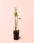 Groselha Negra Planta M