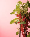 Grosella Roja Planta M - Pur Plant