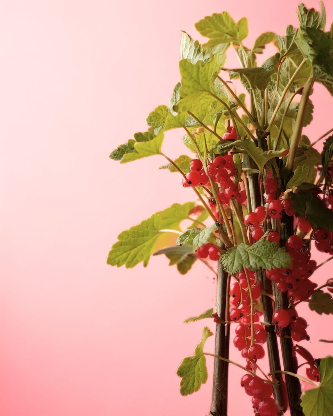 Grosella Roja Planta M - Pur Plant