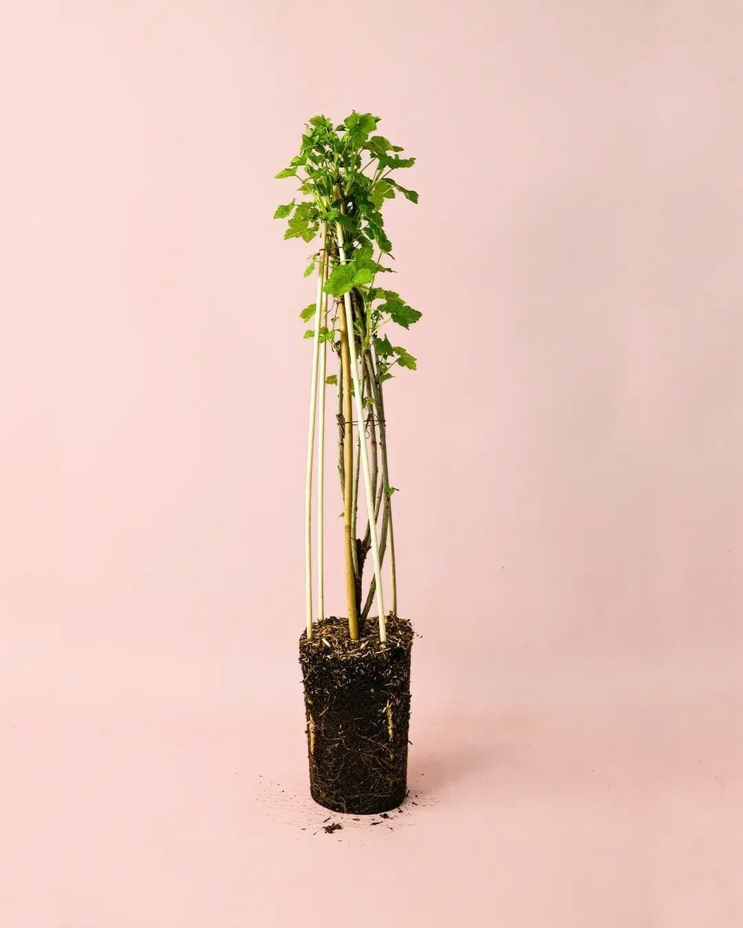Grosella Roja Planta M - Pur Plant