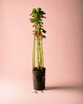 Groselheira Vermelha Planta M