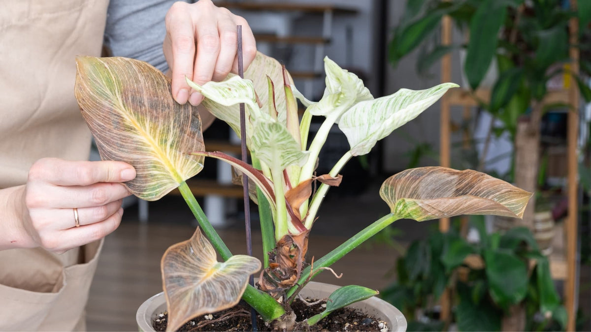 Guia de Problemas das Plantas
