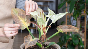 Guia sobre problemas y enfermedades en plantas