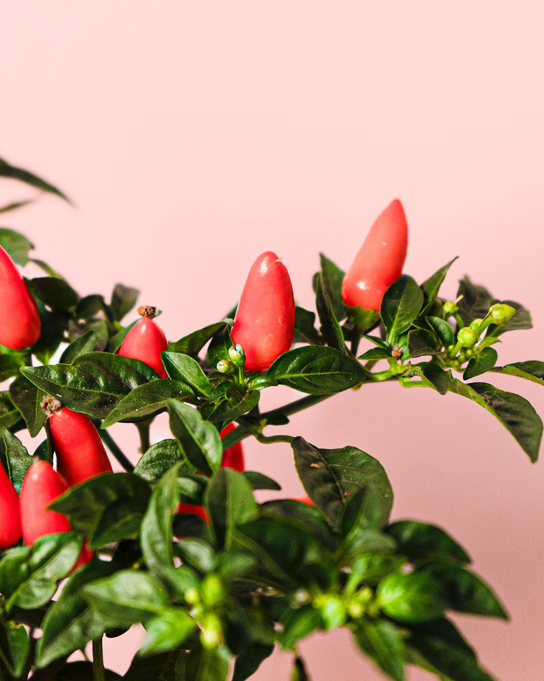 Guindilla Ornamental Naranja Mini - Pur Plant