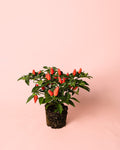 Piripí Ornamental Laranja Mini