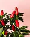 Guindilla Ornamental Roja Mini - Pur Plant