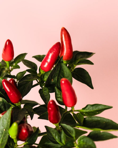 Guindilla Ornamental Roja Mini - Pur Plant