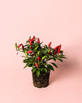 Pimenteiro Ornamental Vermelho Mini