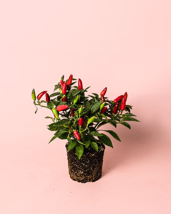 Cuidados de la Guindilla Ornamental