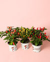 Guindilla Ornamental Roja Mini - Pur Plant