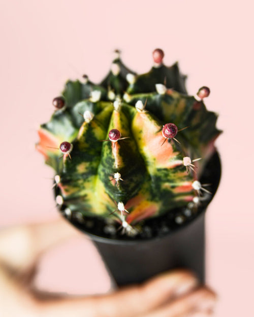 Gymnocalycium Japan Mini Cactus - Pur Plant