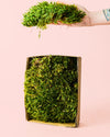 Hair – Musgo Preservado - Pur Plant