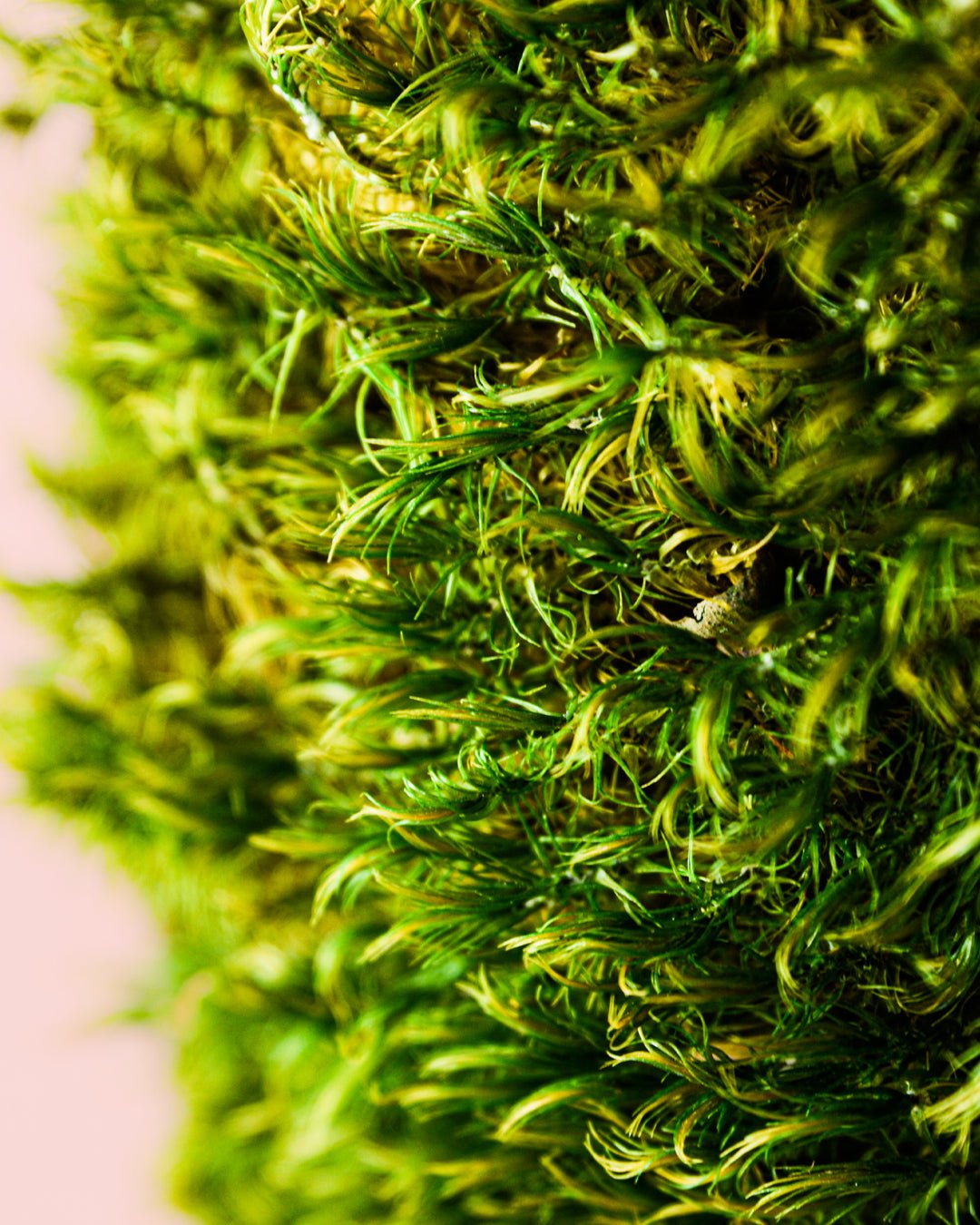Hair – Musgo Preservado - Pur Plant