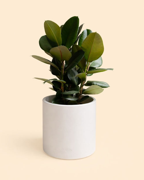 Halo - Macetero blanco XL 40 cm - Pur Plant