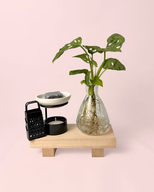 Happy Box – Kit Regalo con Monstera Adasonii - Pur Plant